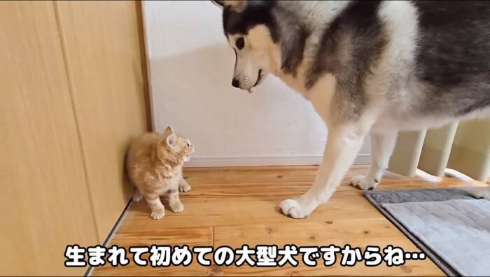 初めてハスキー犬と子猫を会わせてみた結果が……挨拶で見せた"反応"が尊すぎると31万再生「可愛いが溢れてる」「優しい世界」