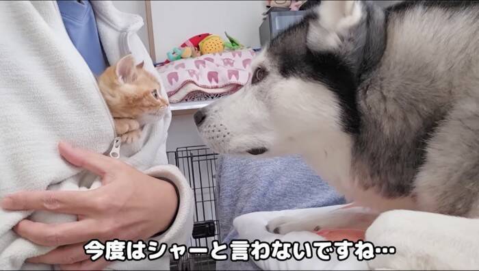 初めてハスキー犬と子猫を会わせてみた結果が……挨拶で見せた"反応"が尊すぎると31万再生「可愛いが溢れてる」「優しい世界」