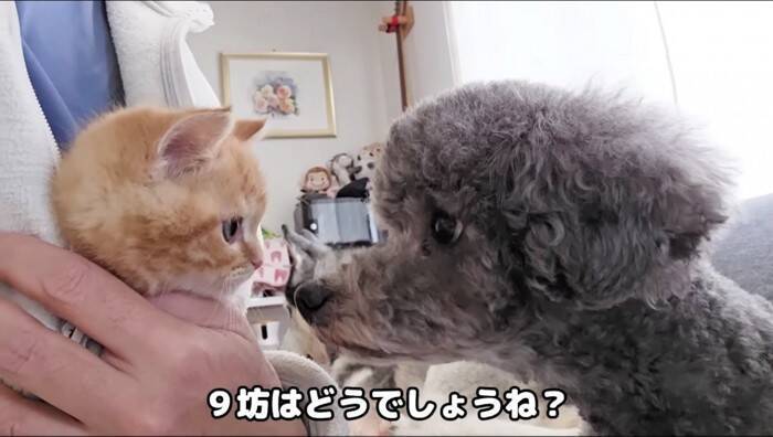 初めてハスキー犬と子猫を会わせてみた結果が……挨拶で見せた"反応"が尊すぎると31万再生「可愛いが溢れてる」「優しい世界」