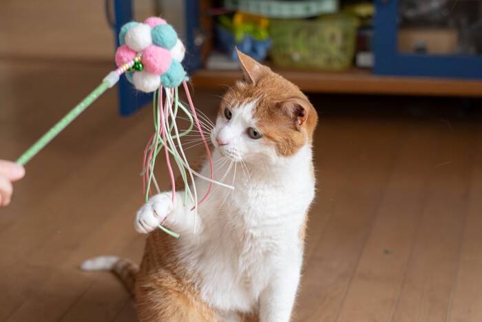 猫が人間に与えている『良い影響』4選　心身の健康をもたらしてくれるかも？