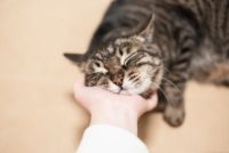 猫を虜にさせる『上手な撫で方』のポイント3つ　喜んでもらえる理由や部位も解説