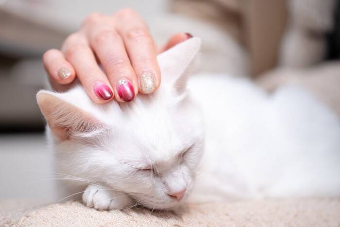 猫を虜にさせる『上手な撫で方』のポイント3つ　喜んでもらえる理由や部位も解説