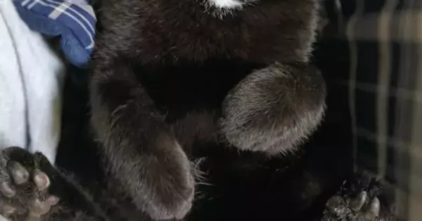 膝の上で仰向けになって眠っていた『黒猫』→表情を見ると…『たまらなく可愛い瞬間』に５万いいね「癒しをありがとう」「ぬいぐるみみたい」