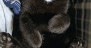 膝の上で仰向けになって眠っていた『黒猫』→表情を見ると…『たまらなく可愛い瞬間』に５万いいね「癒しをありがとう」「ぬいぐるみみたい」