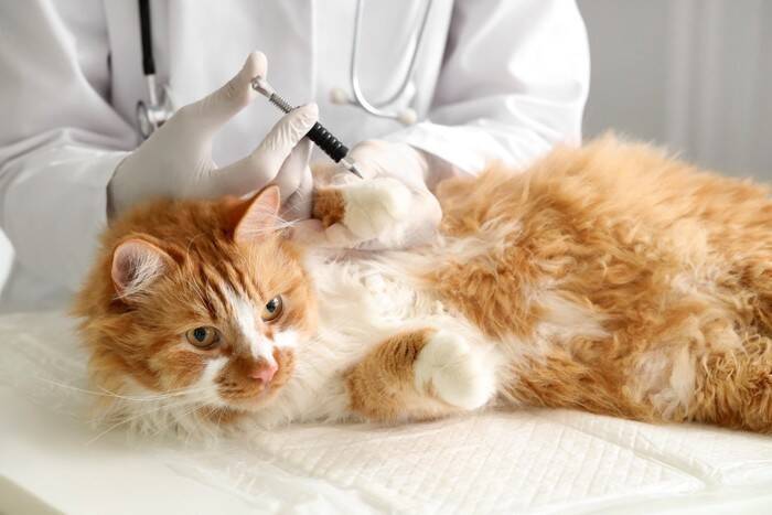 猫が食べたら『危ない虫』6選　有害となる理由や誤飲したときの対処法も