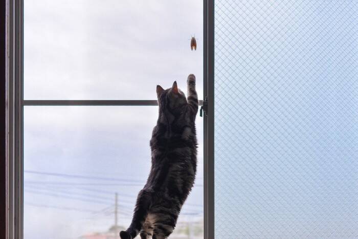 猫が食べたら『危ない虫』6選　有害となる理由や誤飲したときの対処法も