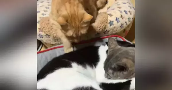 猫ベッドでくっついて眠る2匹の猫→『満員状態なのにもう1匹』が来た結果…まさかの光景が394万再生「隣空いてるのにｗ」「ぎゅうぎゅうｗ」