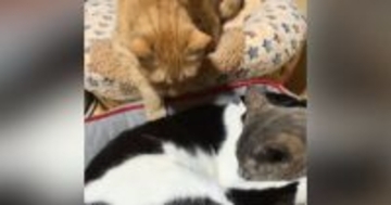 猫ベッドでくっついて眠る2匹の猫→『満員状態なのにもう1匹』が来た結果…まさかの光景が394万再生「隣空いてるのにｗ」「ぎゅうぎゅうｗ」