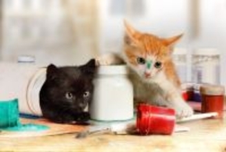 『やんちゃな猫』との暮らしで起こりがちなこと3選　行動の心理から気を付けたいことまで