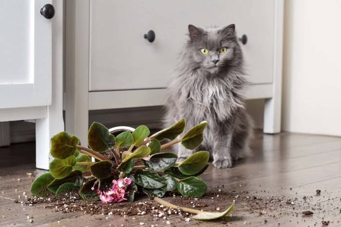 『やんちゃな猫』との暮らしで起こりがちなこと3選　行動の心理から気を付けたいことまで