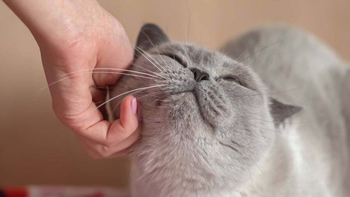 ペットショップにいる『売れ残りの猫』の行く末とは？不幸な猫を増やさないために私たちにできること3つ