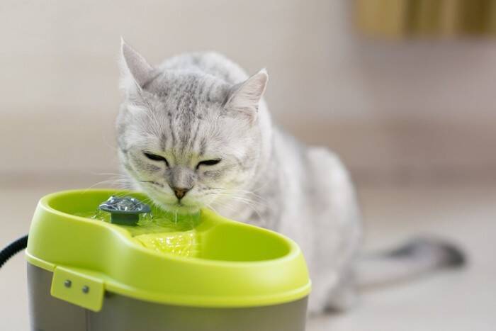 猫に出ていたら『迷わず病院を受診すべき症状』5つ　一刻を争うケースや見逃さないための注意点を解説