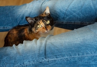 猫が人の『股の間に入りたがる』理由3つ　居心地が良いの？動けないときの対処法も