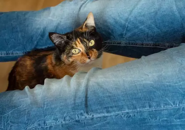 猫が人の『股の間に入りたがる』理由3つ　居心地が良いの？動けないときの対処法も