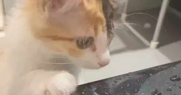 お風呂が好きすぎる猫→お風呂場にやってくると…微笑ましすぎる様子に「お掃除も楽しくやれそうｗ」「可愛すぎ〜ぃぃｗ」と反響