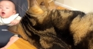 赤ちゃんと距離を縮められずにいた猫→突然、赤ちゃんの布団にやってきて…可愛すぎる光景が20万再生「仲良しになりそうｗ」「いいお兄ちゃん」