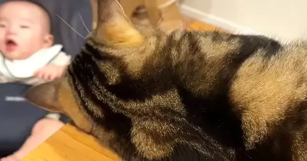 赤ちゃんと距離を縮められずにいた猫→突然、赤ちゃんの布団にやってきて…可愛すぎる光景が20万再生「仲良しになりそうｗ」「いいお兄ちゃん」