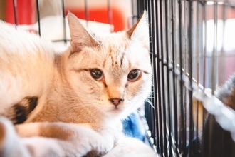 『元野良猫をお家猫』にしたいときの対処法5選　外猫を完全室内飼育することは可能？