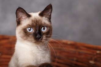 猫が『カゴに入ろうとする』理由4つ　入ると落ち着くの？選び方のポイントまで