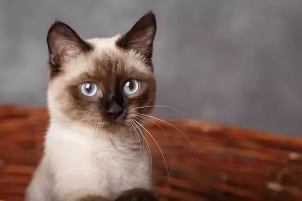 猫が『カゴに入ろうとする』理由4つ　入ると落ち着くの？選び方のポイントまで