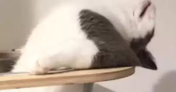 キャットタワーを見たら、『まさかの格好』で…まるで湯船につかる『人間のような猫』が292万再生「オッサンだｗ」「初めて見る体勢ｗ」