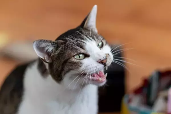 猫が朝になると『激しく鳴く』理由5つ　止めさせる方法はある？対処法まで解説