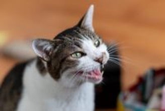 猫が朝になると『激しく鳴く』理由5つ　止めさせる方法はある？対処法まで解説