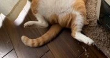 窓際にいる『猫』を見たら…想像以上に『酔っ払いのような光景』に笑ってしまう人が続出「なんて大胆なのｗ」「ウチの旦那みたいｗ」