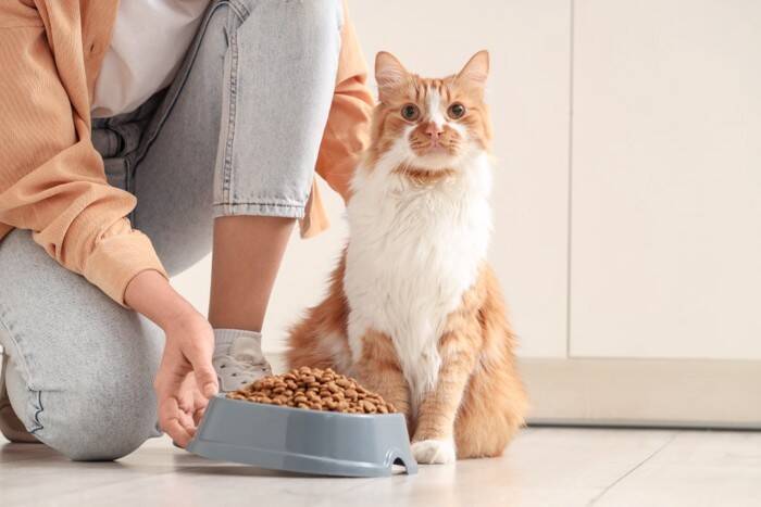 猫が『覚えやすい』人間の言葉5選　意味は通じているの？記憶できる理由まで解説