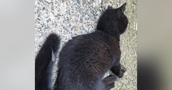『道端で倒れていた黒猫』を保護→思うように動けない状態から…大きく変化した『現在の様子』に感動の声続出「本当にすごい」「涙が出た」