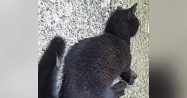 『道端で倒れていた黒猫』を保護→思うように動けない状態から…大きく変化した『現在の様子』に感動の声続出「本当にすごい」「涙が出た」