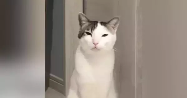 何かを伝えたい猫→飼い主をじっと見つめて…悶絶必至の『アピールの様子』が22万再生「自分の可愛さをわかってるｗ」「胸キュン」