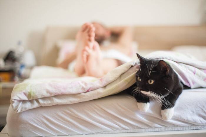 猫が飼い主に『おしりを向けて眠っている』ときの理由5つ　どんな人が見られるの？隠されている心理も解説