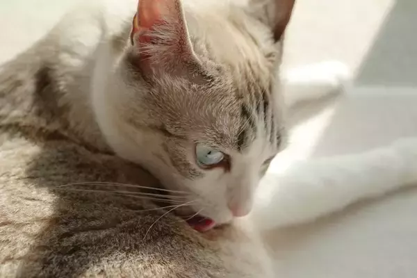 猫が同じ動作を何度もする『常同行動』とは？　ストレスとの関係性から適切な対処法まで