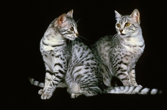 出会えたらラッキーな『珍しい猫種』4選　魅力あふれる特徴や希少な理由もご紹介