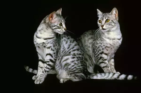 出会えたらラッキーな『珍しい猫種』4選　魅力あふれる特徴や希少な理由もご紹介