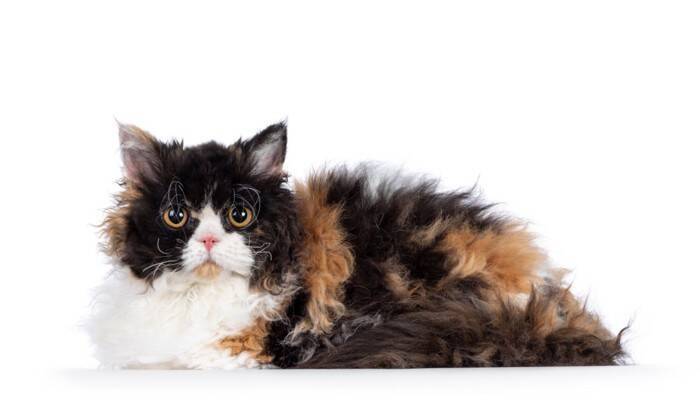 出会えたらラッキーな『珍しい猫種』4選　魅力あふれる特徴や希少な理由もご紹介