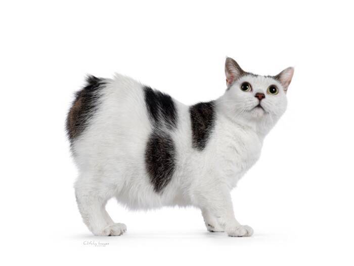 出会えたらラッキーな『珍しい猫種』4選　魅力あふれる特徴や希少な理由もご紹介