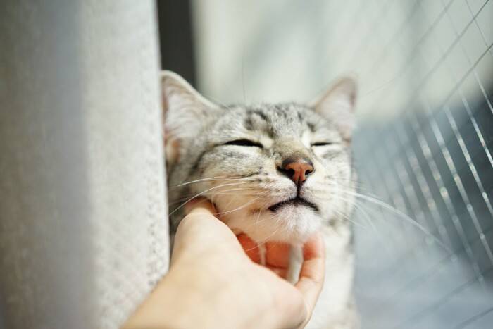 出会えたらラッキーな『珍しい猫種』4選　魅力あふれる特徴や希少な理由もご紹介
