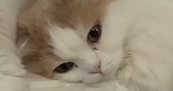キッチンシンクの上に並んだ双子猫→完全に『同じポーズ』で…まさかの光景に「何考えてるのか気になるｗ」「めちゃくちゃ可愛い」と話題