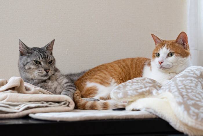 猫を『1匹飼い』する場合のメリット4選　多頭飼いが苦手な子も？迷ったときに考えるべきこと