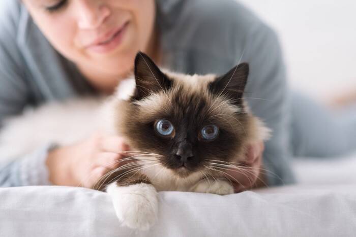 猫を『1匹飼い』する場合のメリット4選　多頭飼いが苦手な子も？迷ったときに考えるべきこと
