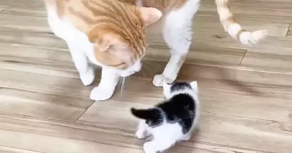 部屋を探索する赤ちゃん猫→『優しい先住猫』が近くにやってくると…可愛すぎる光景が13万再生「優しさに感動した」「健気で可愛い」