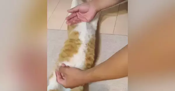 床でくつろいでいた猫→近づいてきた次男に体を『ピーン』と伸ばされて…まさかの光景に「えぇーー可愛すぎｗ」「笑ったｗ」と反響