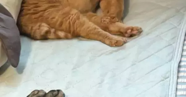 猫たちのために働く飼い主、お見送りを期待するも…笑ってしまう『出勤前の光景』に7万いいね「最高の見送り方ｗ」「頑張れおとうちゃんｗ」