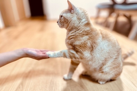 猫が習得しやすい『芸』3選　教えるときのコツや覚えさせるメリットもご紹介