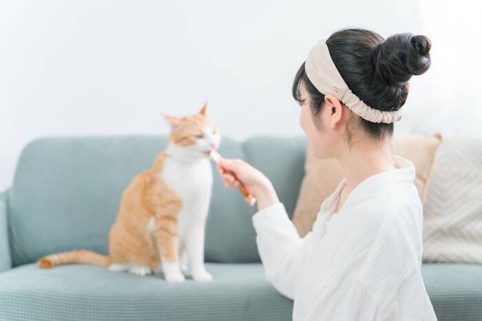猫が習得しやすい『芸』3選　教えるときのコツや覚えさせるメリットもご紹介