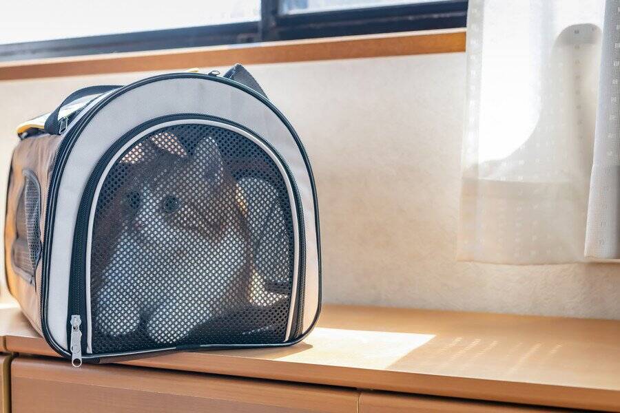 列車内で「突然鳴き出した猫」の飼い主から、鉄道会社が罰金を徴収　フランス