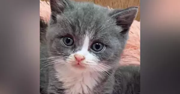 『猫詐欺？』小さくて可愛らしかった『パヤパヤ子猫』が、成長した結果…「変身しすぎｗ」「付き合ってるときと結婚後」笑撃ビフォーアフターに反響