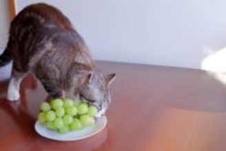 愛猫の命を救う『応急処置』の方法6選　万が一のケガや事故に備えておくべきこと